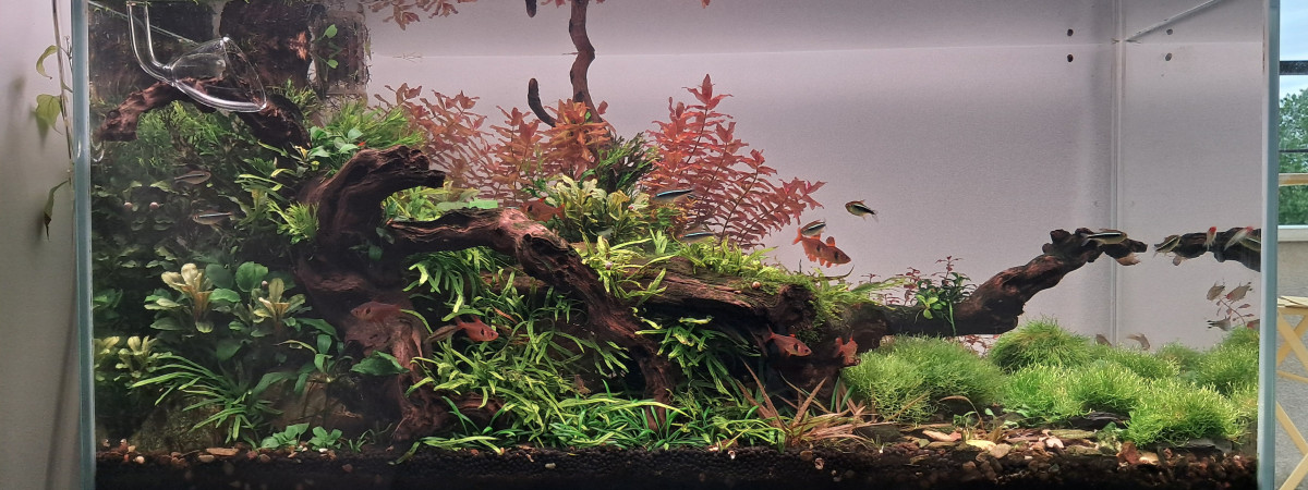 aquarium 110 litres