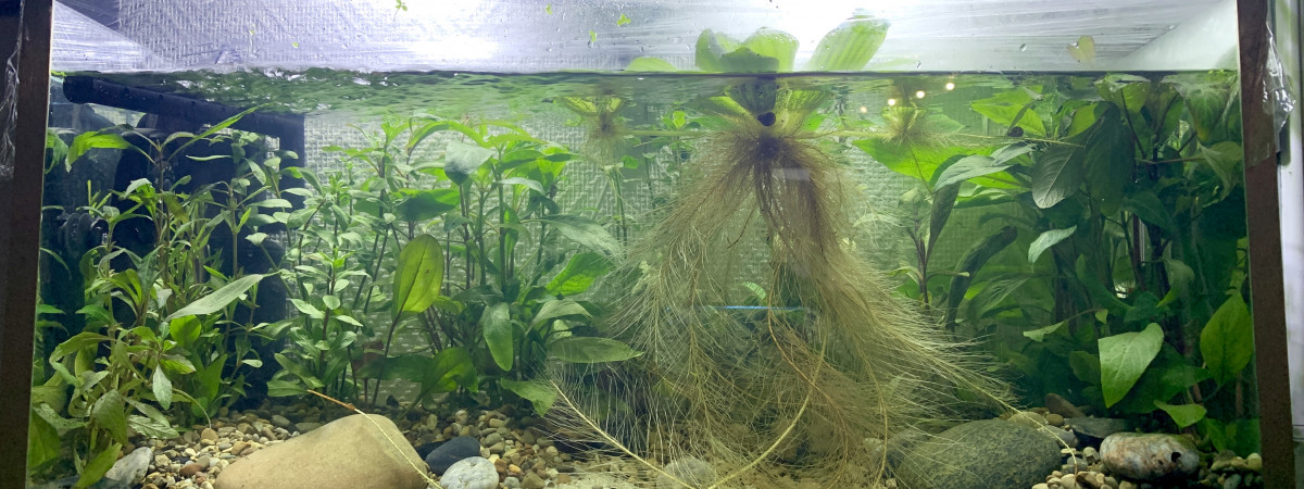 aquarium Aquarium fait maison 35L