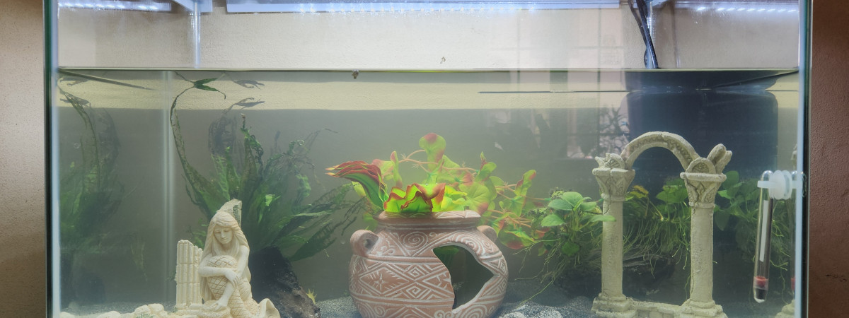 aquarium Axolotl city