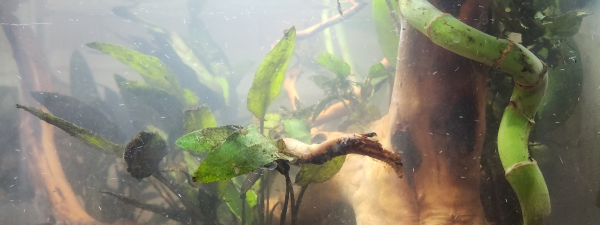 aquarium Nano 1