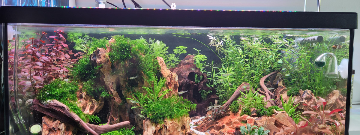 aquarium 54l retour