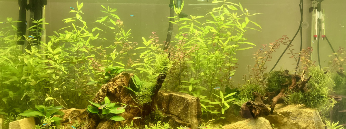 aquarium Perrault Guy