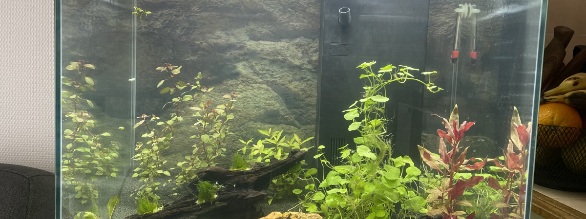 aquarium Tropic