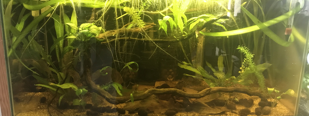 aquarium Betta Slendens Crowntail