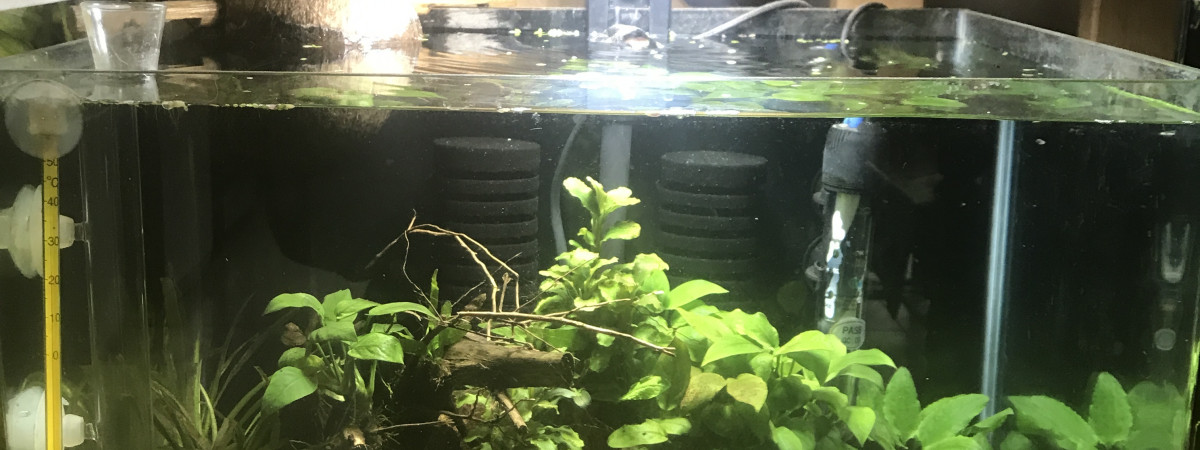 aquarium Neocaridina