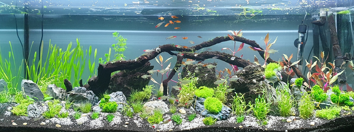 aquarium AQUADESIGN