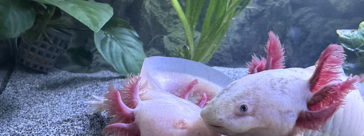 aquarium Axolotl