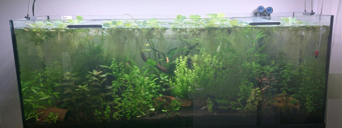 aquarium Communautaire