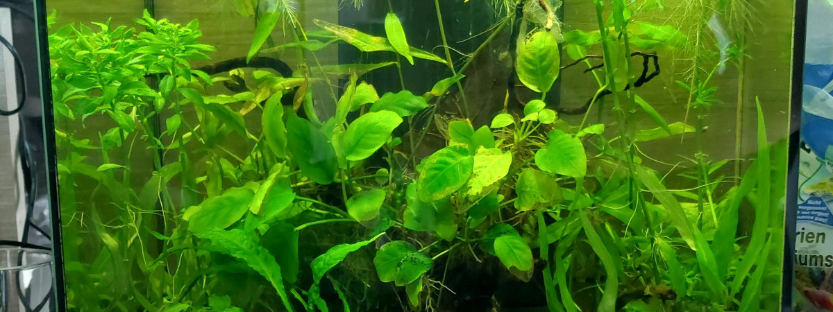 aquarium Killies