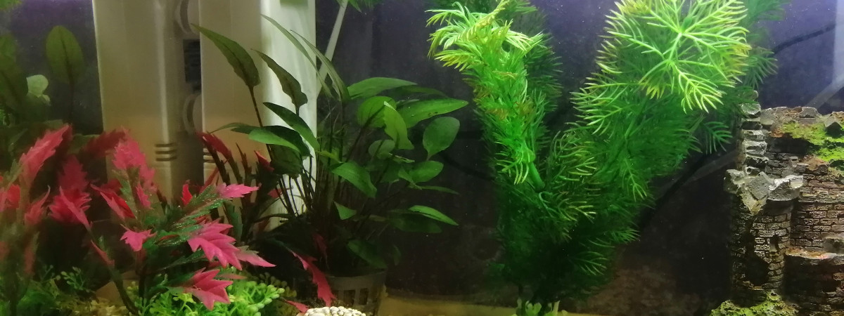 aquarium PRINCIPAL