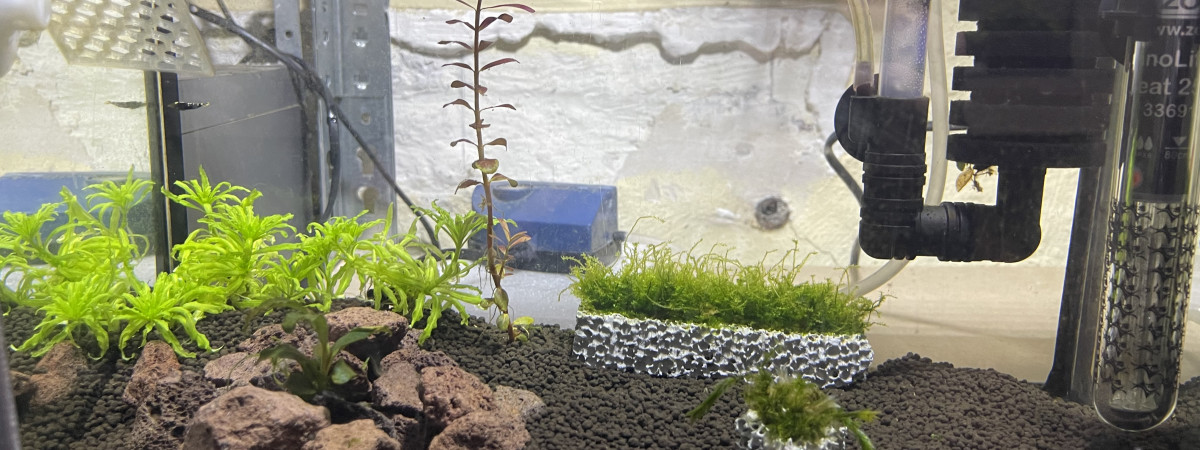aquarium Bac nanashi advanced gêne métal