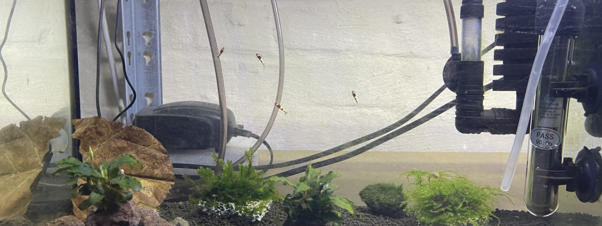 aquarium Red wine SS