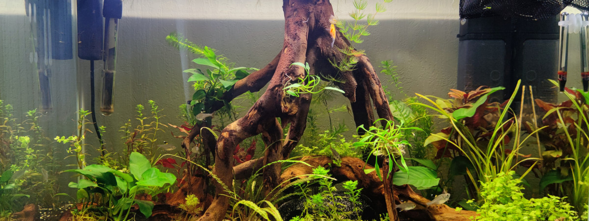 aquarium Bac amozonien