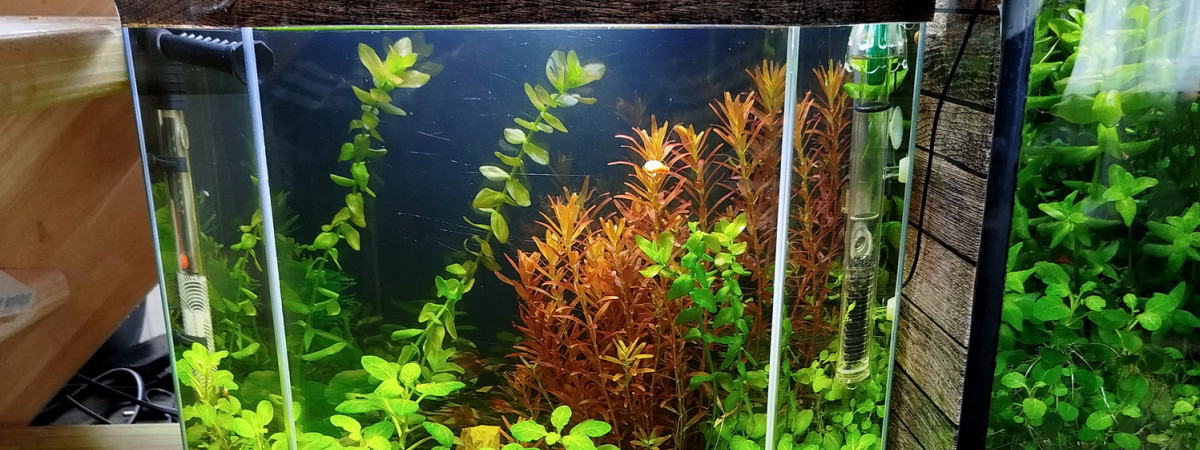 aquarium betta elephant