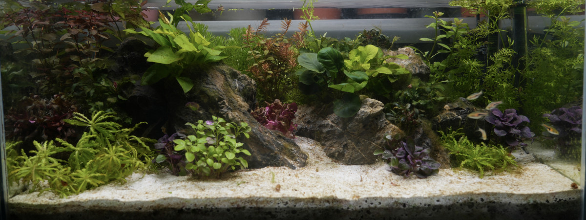 aquarium Nano 50 litres