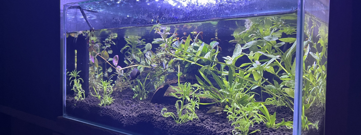 aquarium 23L Jungle
