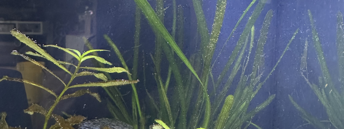 aquarium petit aquarium