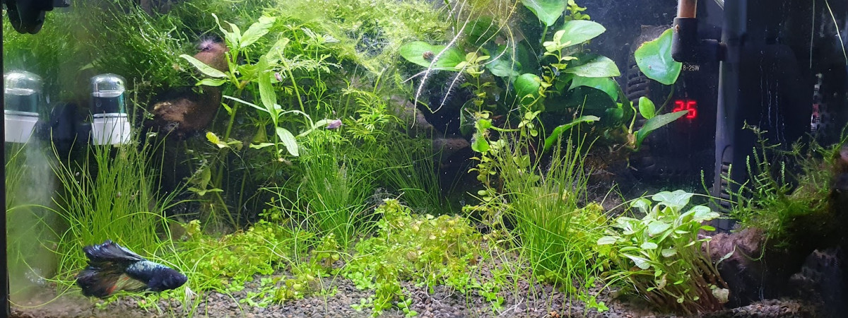 aquarium Objectif Betta