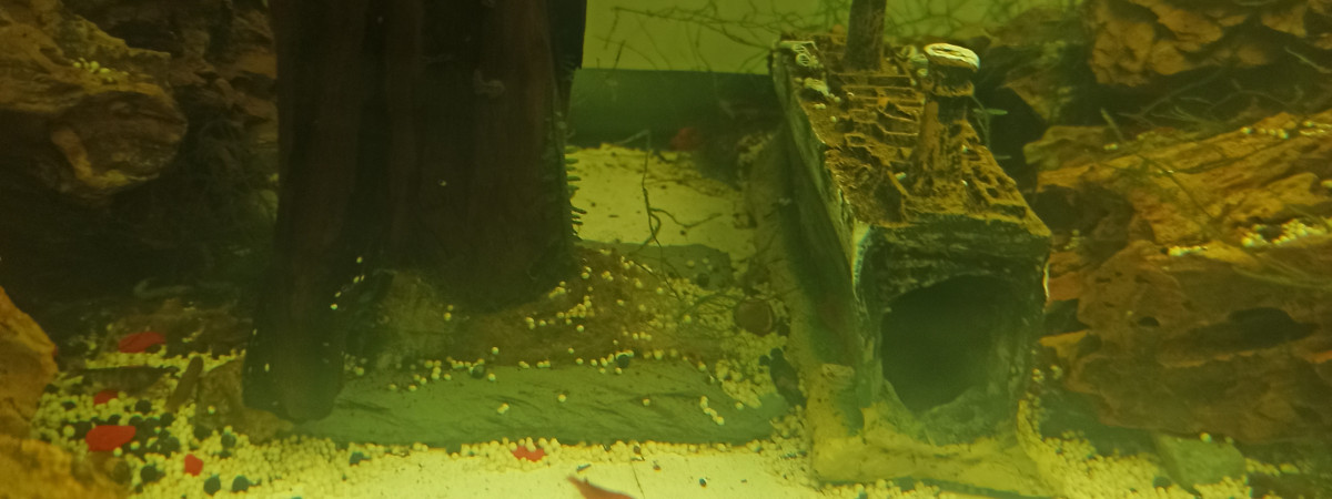 aquarium Voile de Chine