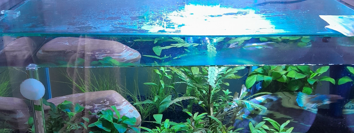 aquarium nouvel aquarium