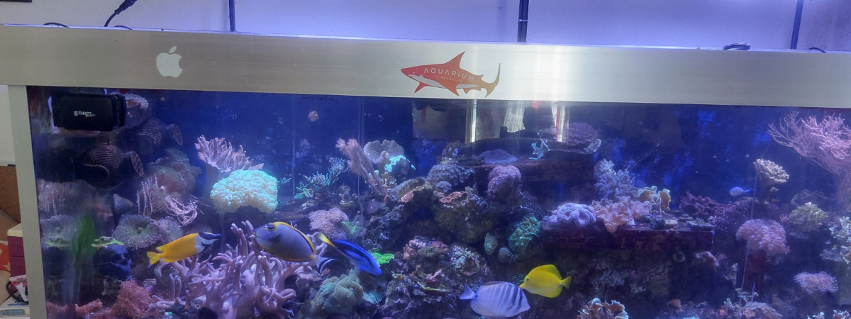 aquarium 1000 litres