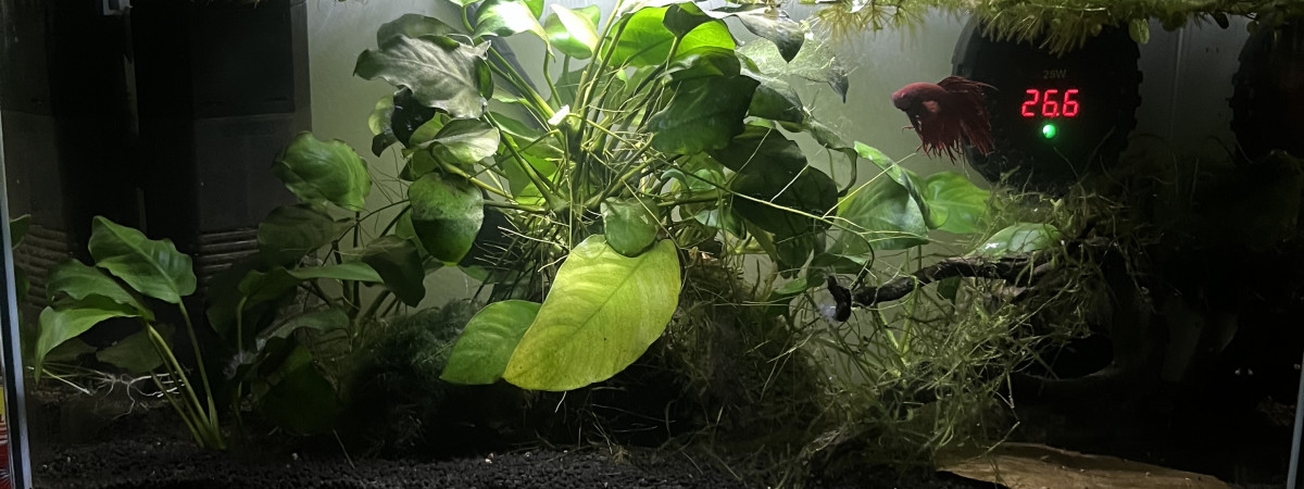 aquarium Forêt Anubias