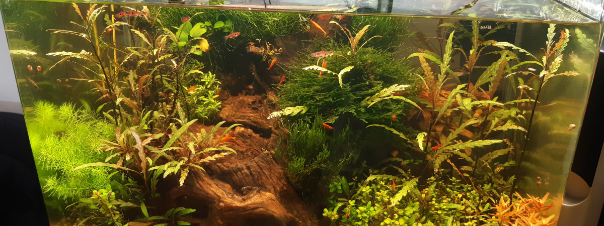 aquarium 40l communautaire