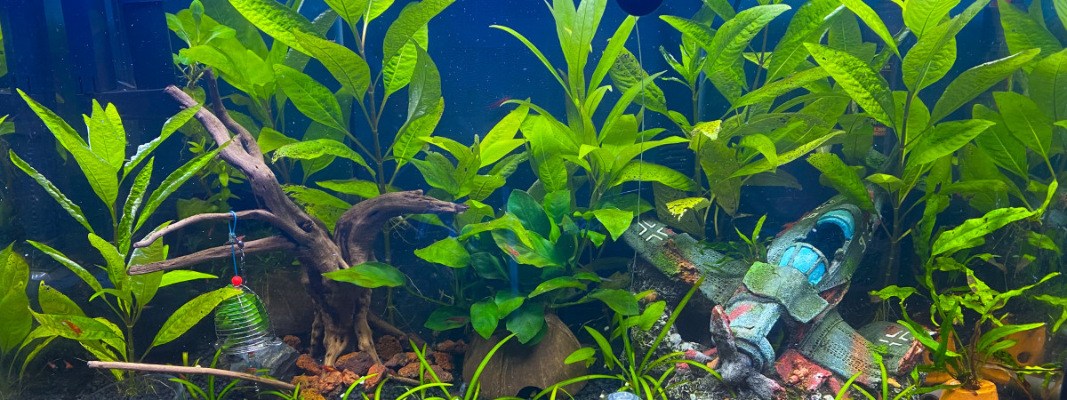 aquarium Bac red cherry