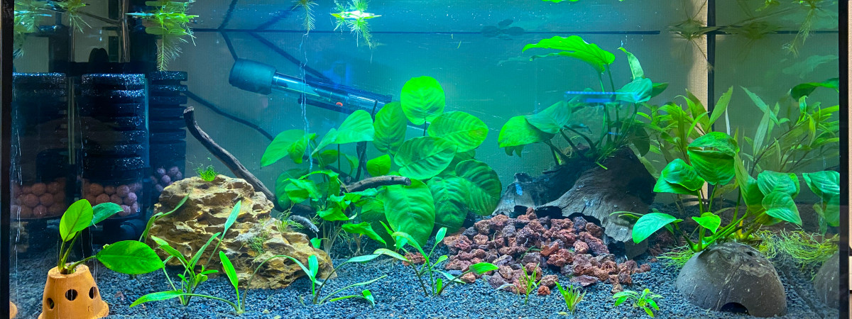 aquarium BAC crevettes Yellow