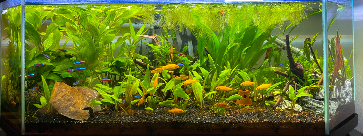 aquarium Bac communautaire