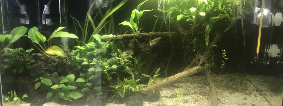 aquarium Killies Clown