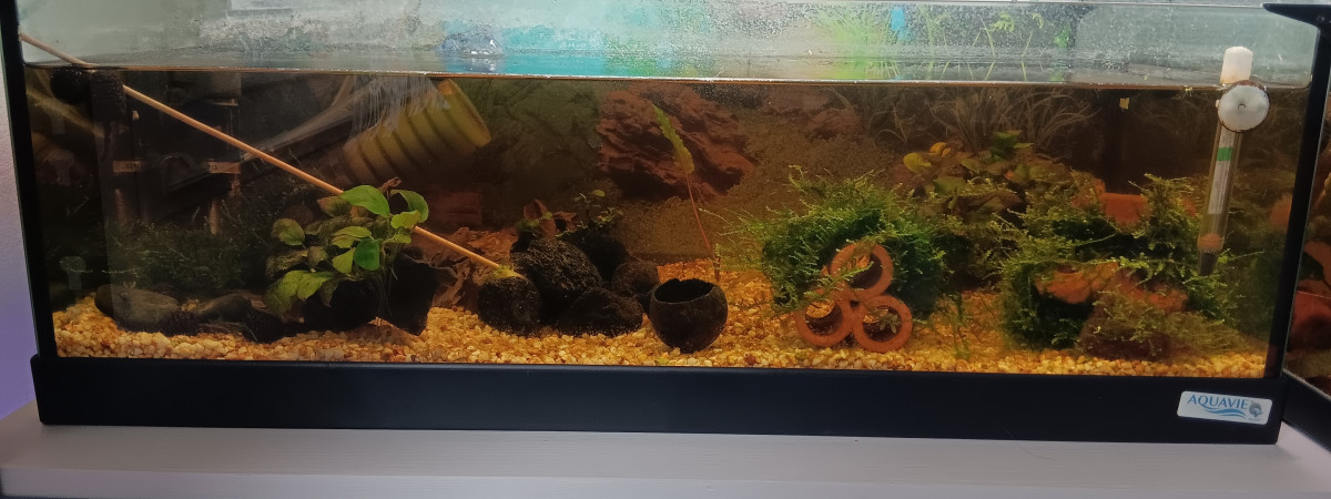 aquarium ecrevisses