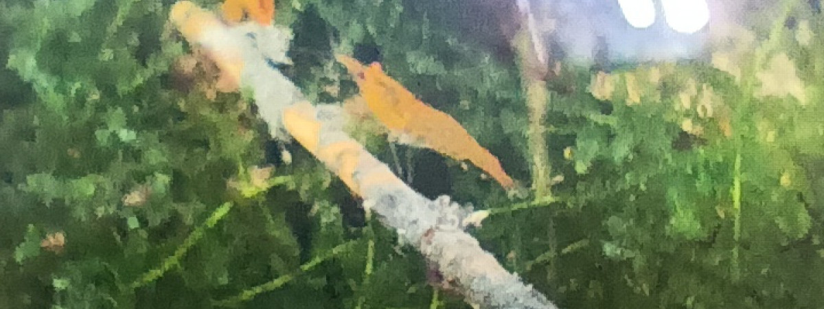 aquarium crevettes oranges