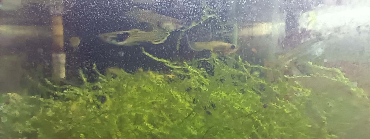 aquarium endlers jaunes et survivante bleue