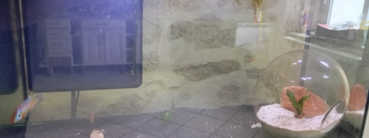 aquarium deux en un