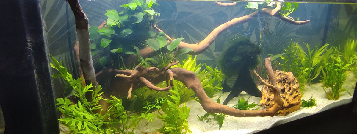aquarium Mon premier aquarium
