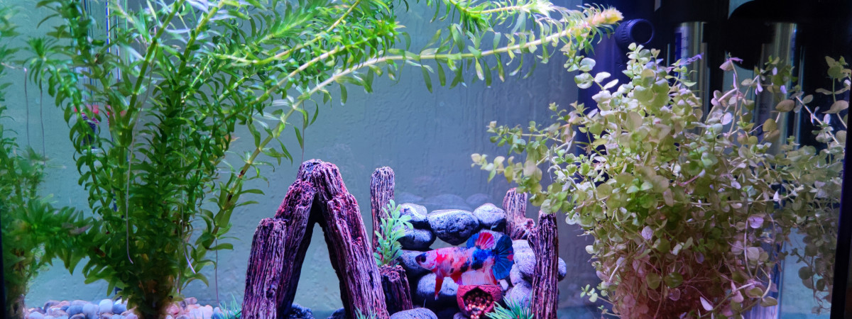 aquarium Bac Betta