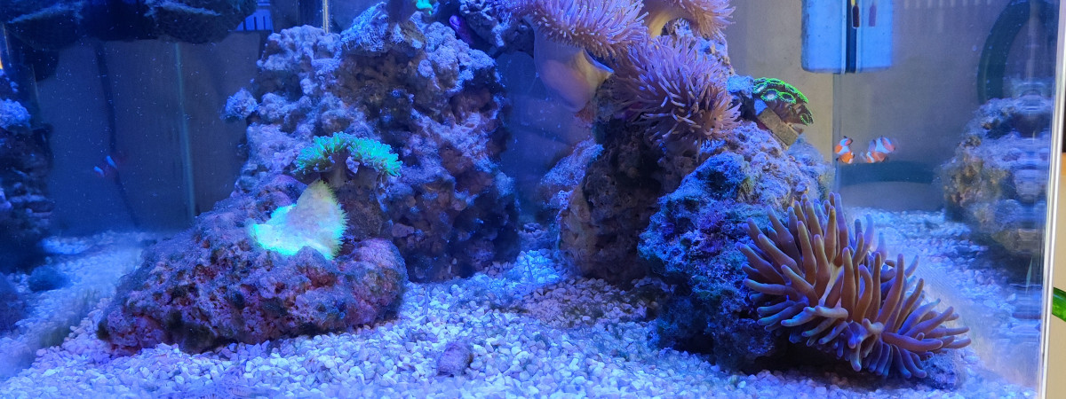 aquarium Nano récifal