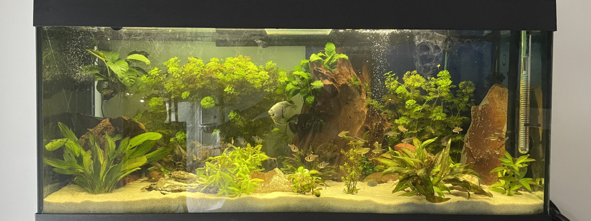 aquarium Bouc