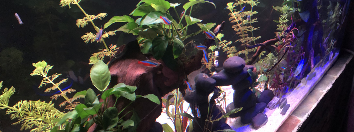 aquarium 240 litres