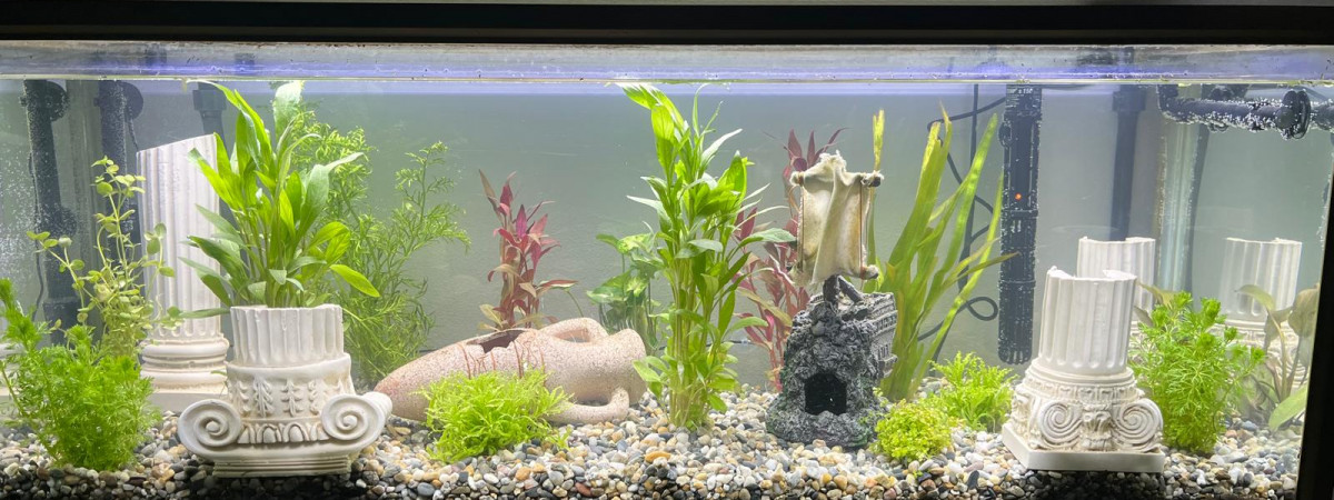 aquarium Vestige grecque
