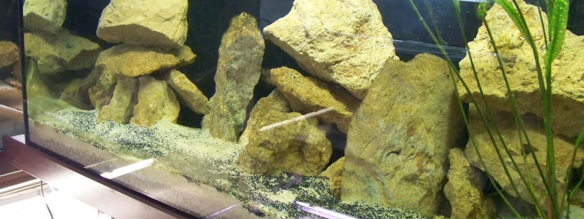 aquarium 450 litres tanganyika