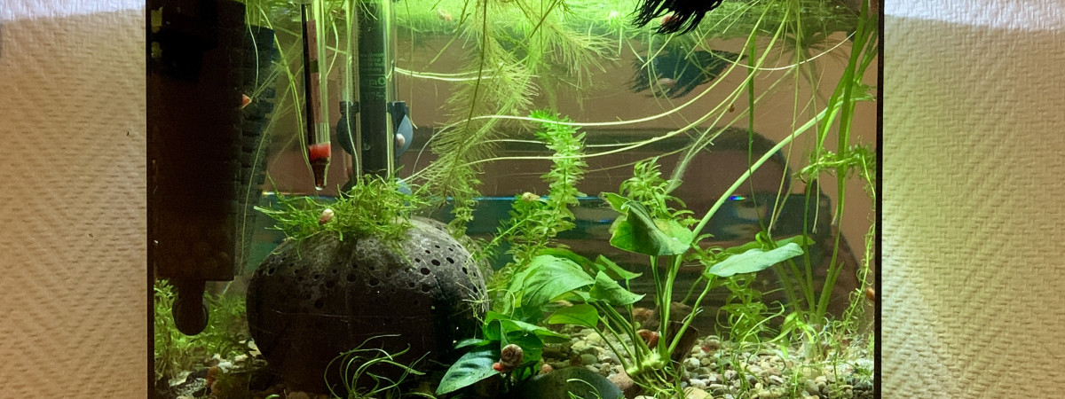 aquarium 30l combattant