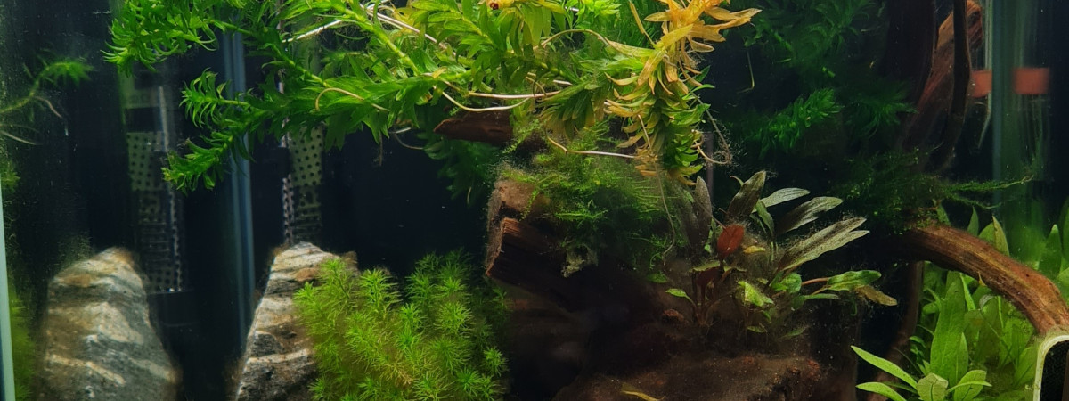 aquarium Sashimi house_betta splendens