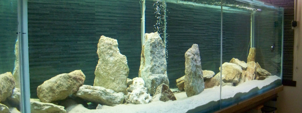 aquarium 2500 litres ranganyika