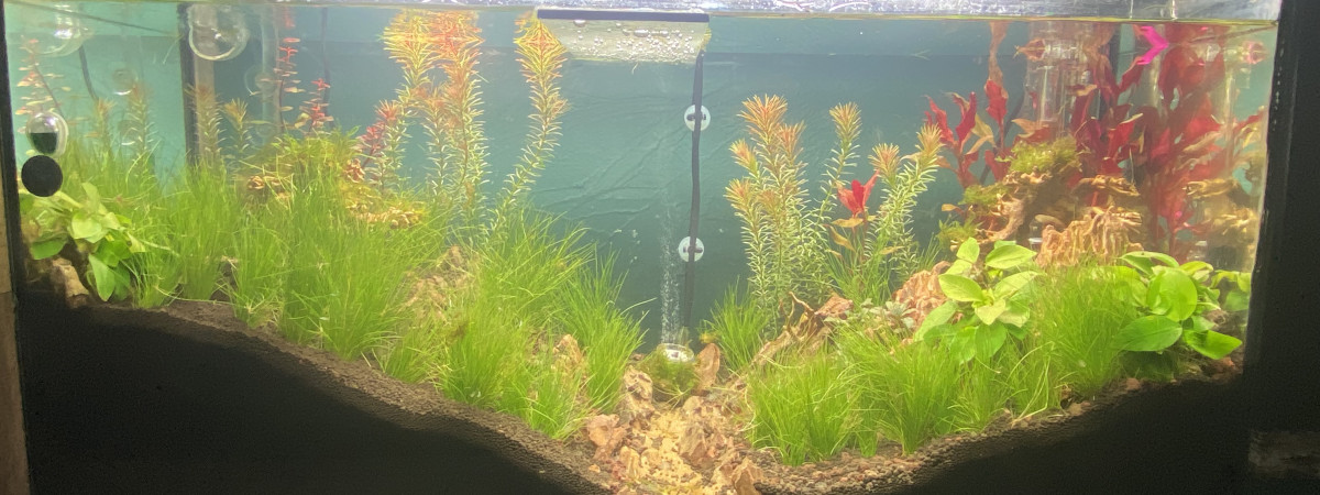 aquarium Nanacara