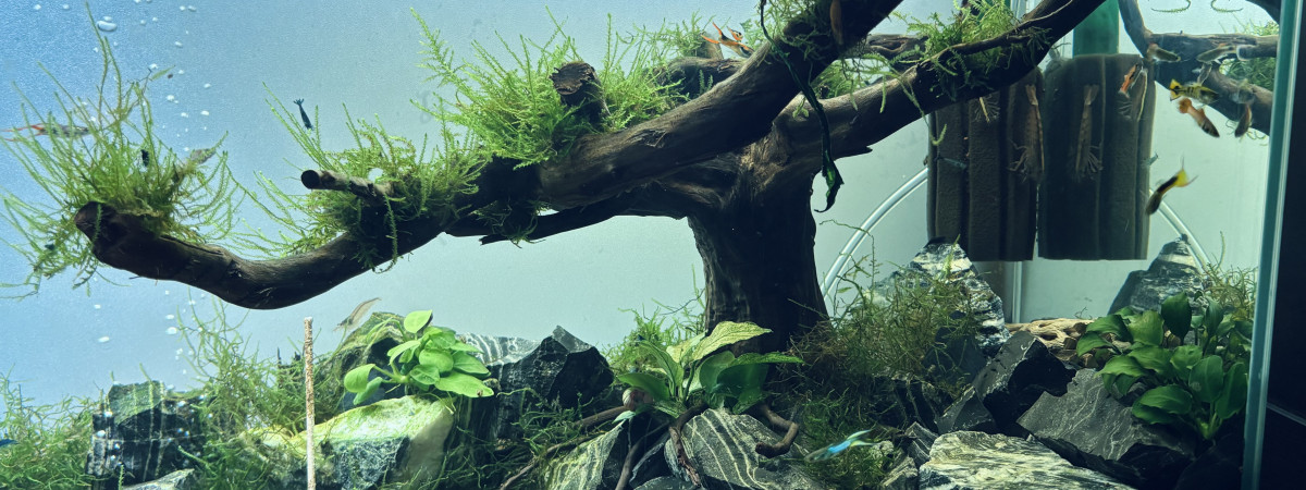 aquarium Arbre et roches