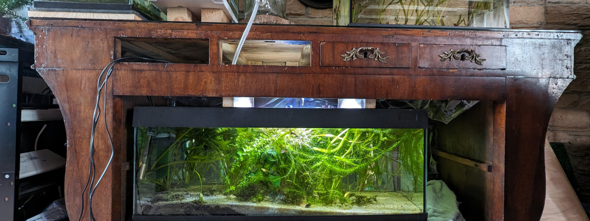 aquarium Guppy endler 120L
