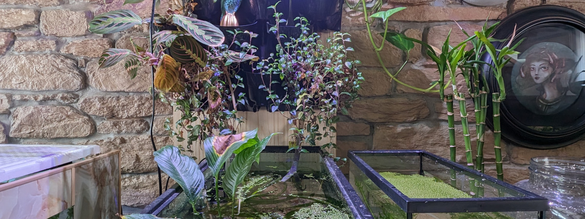 aquarium Crevette 60l repro