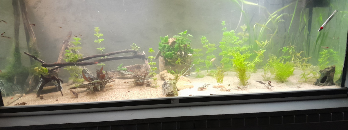 aquarium Eau douce